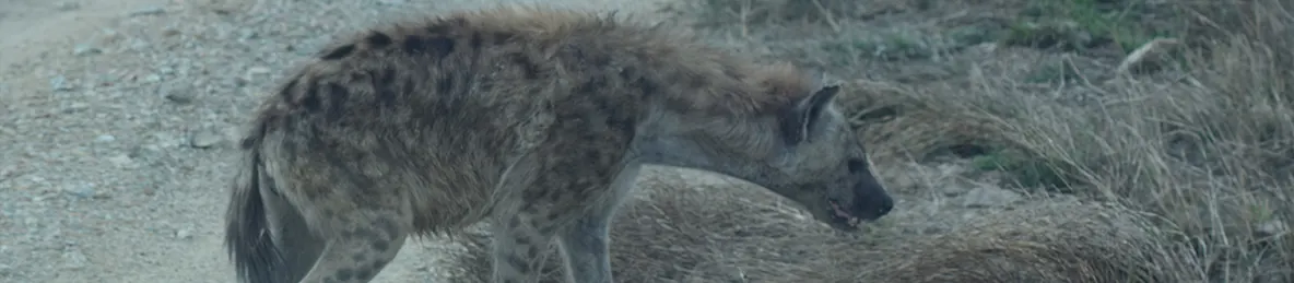 Serengeti National Park - Central