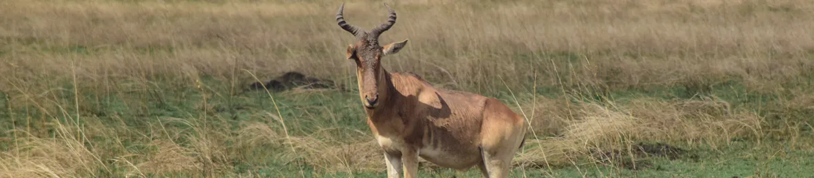 Serengeti National Park - Central