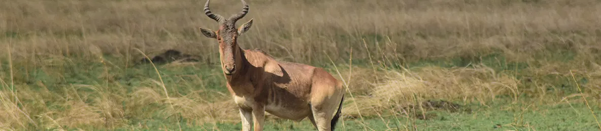 Serengeti National Park - Central