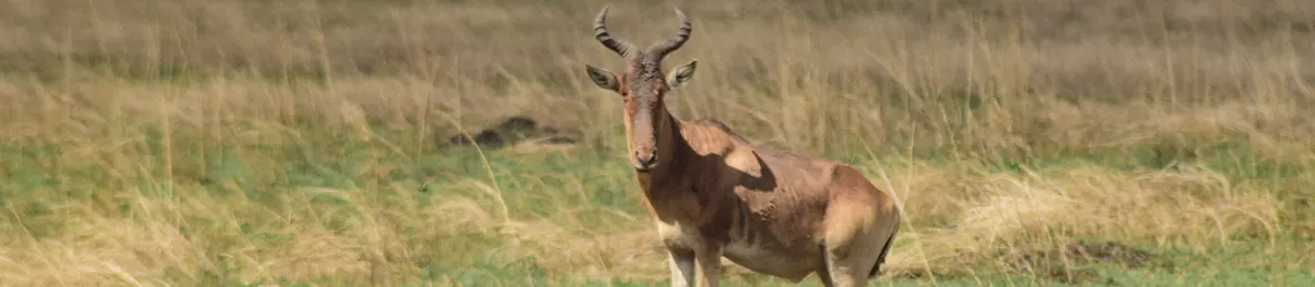 Serengeti National Park - Central