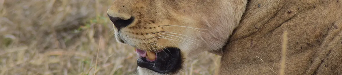 Serengeti National Park - Central