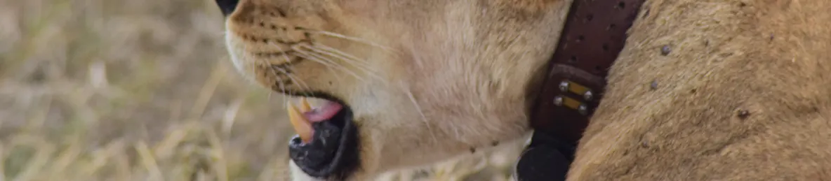 Serengeti National Park - Central