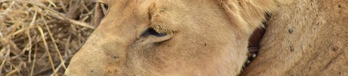 Serengeti National Park - Central