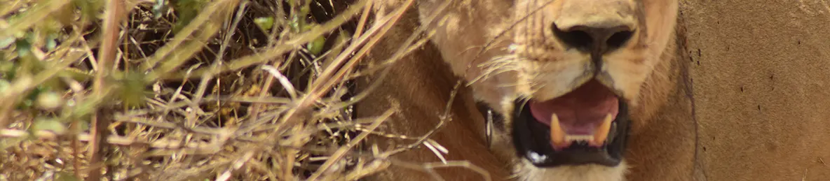 Serengeti National Park - Central