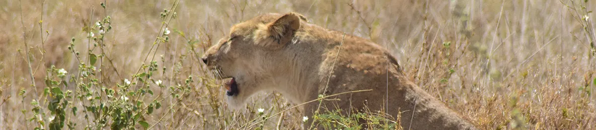 Serengeti National Park - Central