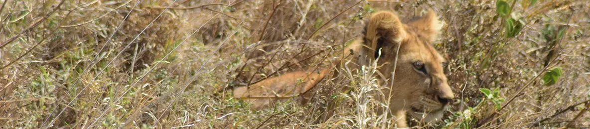 Serengeti National Park - Central