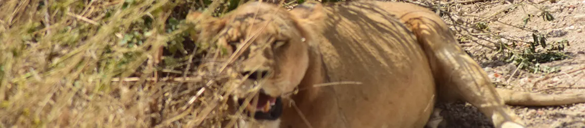 Serengeti National Park - Central