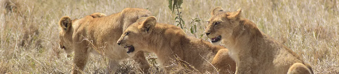 Serengeti National Park - Central