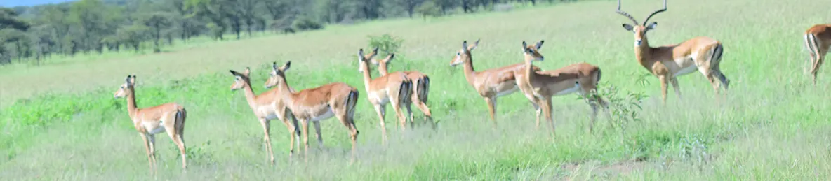Serengeti National Park - Central