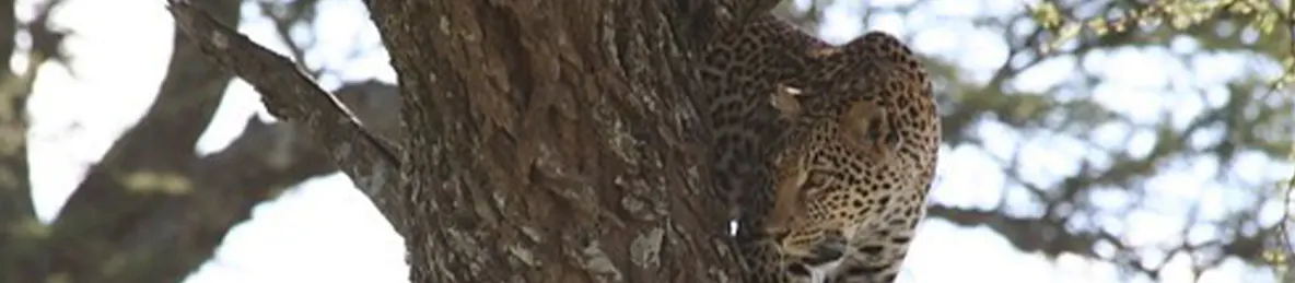 Serengeti National Park - Central