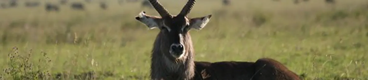 Serengeti National Park - Central