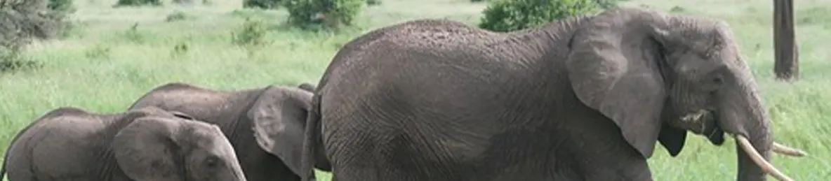 Serengeti National Park - Central