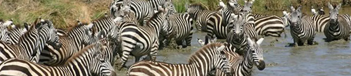 Serengeti National Park - Central