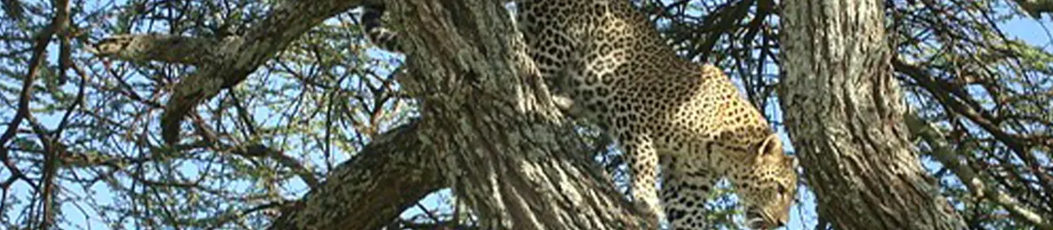 Serengeti National Park - Central