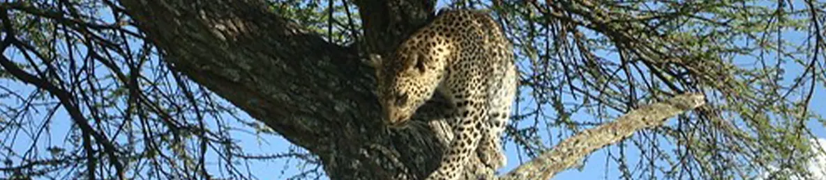 Serengeti National Park - Central