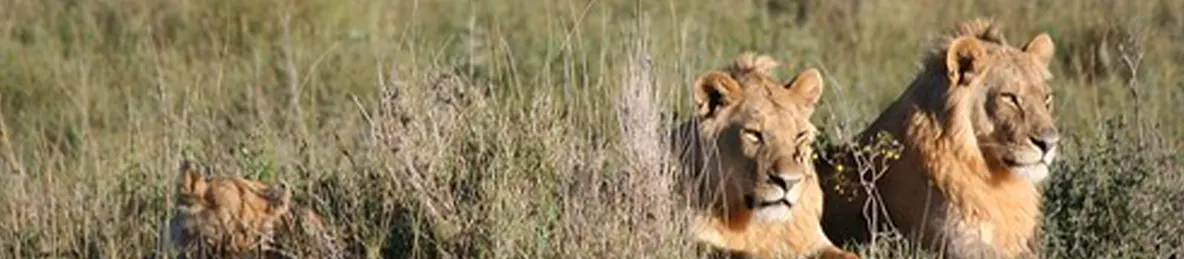 Serengeti National Park - Central