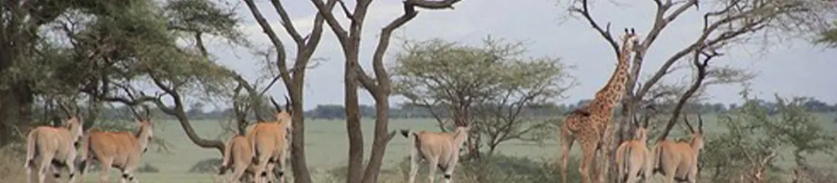 Serengeti National Park - Central
