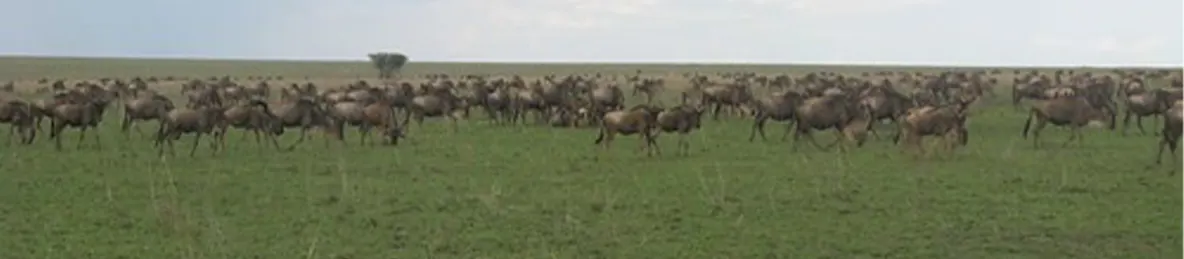 Serengeti National Park - Central