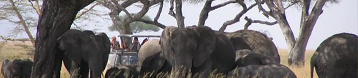 Serengeti National Park - Central