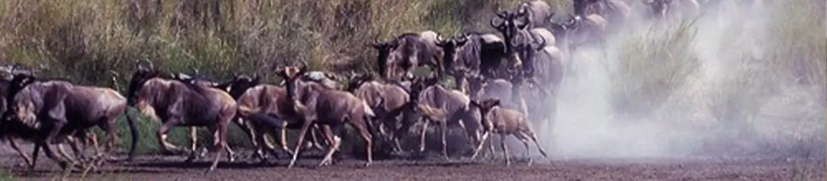 Serengeti National Park - Central