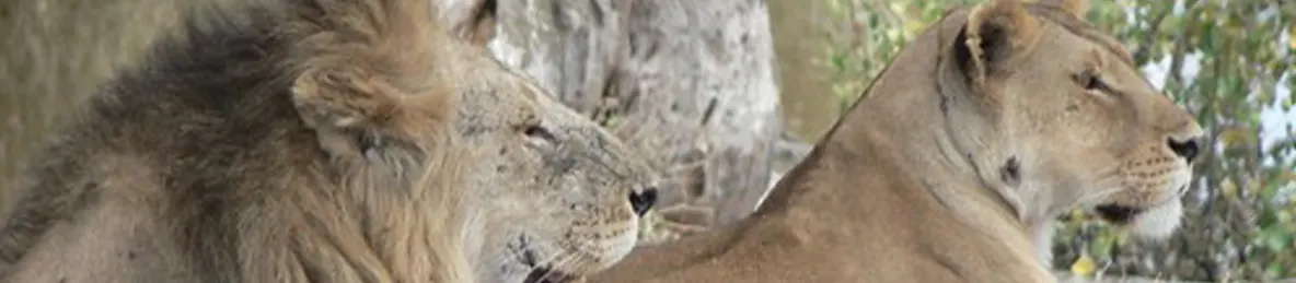 Serengeti National Park - Central