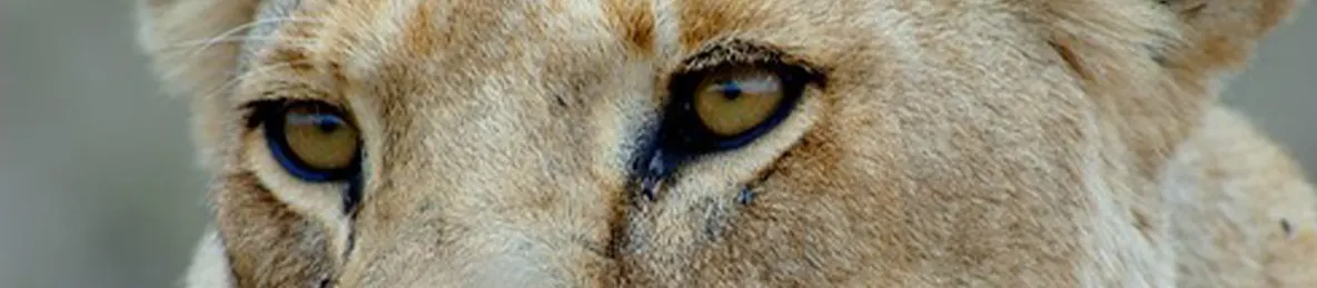 Serengeti National Park - Central