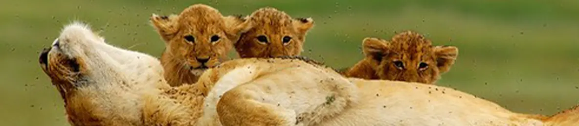 Serengeti National Park - Central