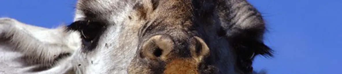 Serengeti National Park - Central