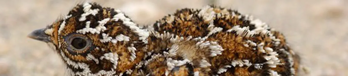 Serengeti National Park - Central