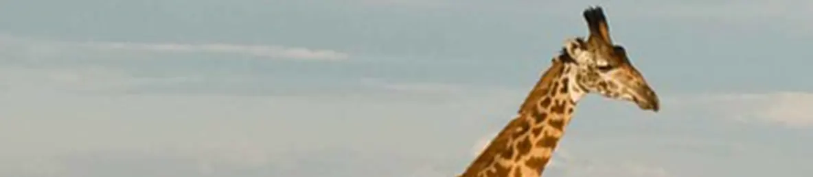 Serengeti National Park - Central