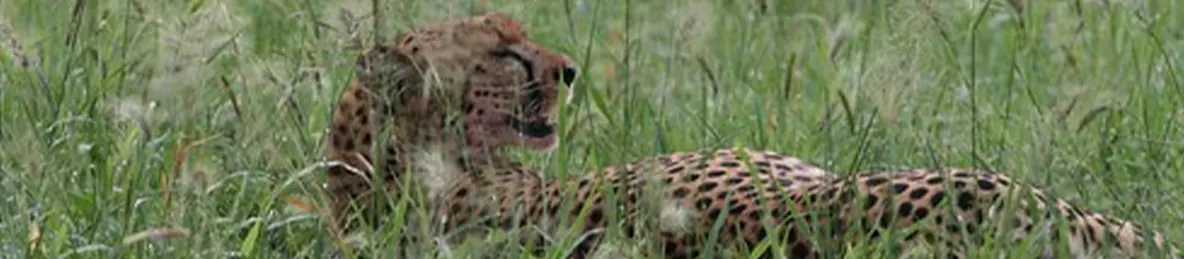 Serengeti National Park - Central
