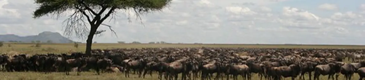 Serengeti National Park - Central
