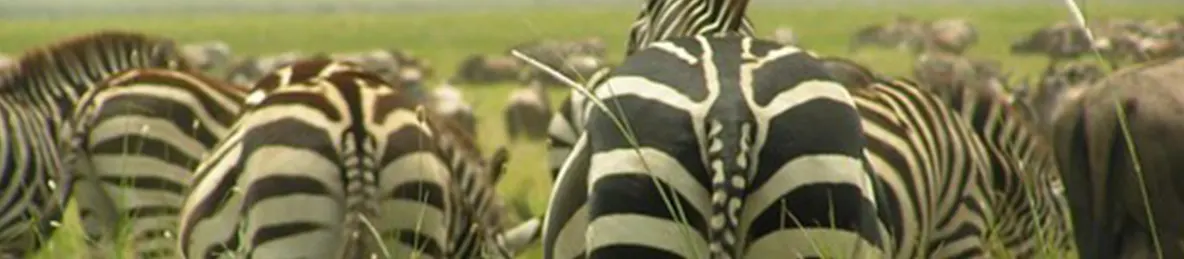 Serengeti National Park - Central