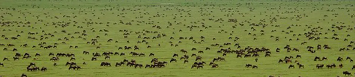 Serengeti National Park - Central