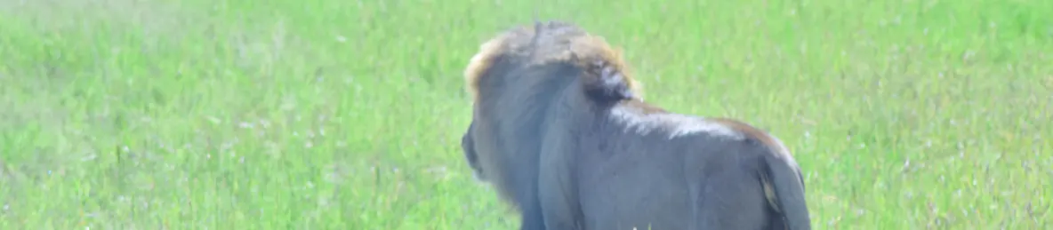 Serengeti National Park - Central