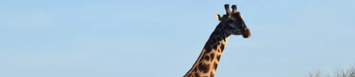 Serengeti National Park - Central