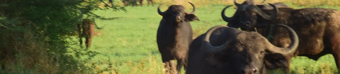 Serengeti National Park - Central