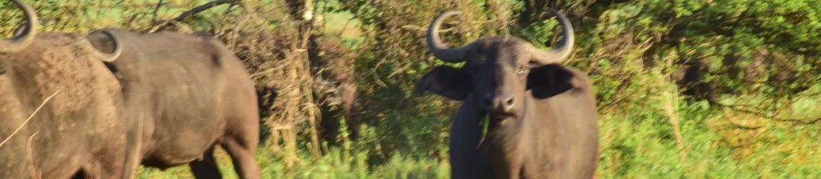 Serengeti National Park - Central