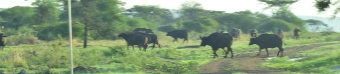 Serengeti National Park - Central