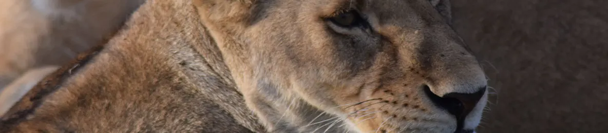 Serengeti National Park - Central