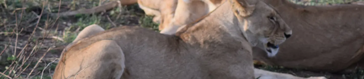 Serengeti National Park - Central