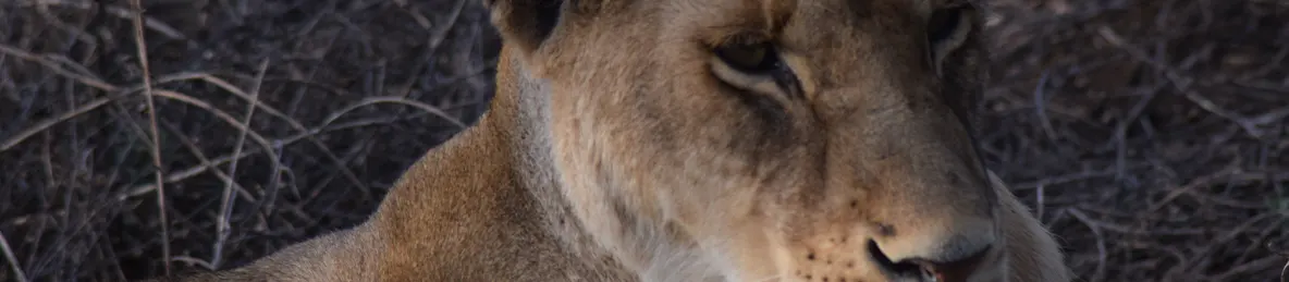 Serengeti National Park - Central