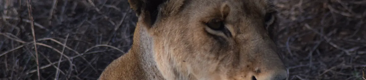 Serengeti National Park - Central