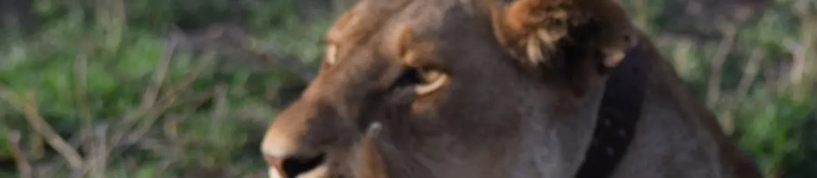 Serengeti National Park - Central