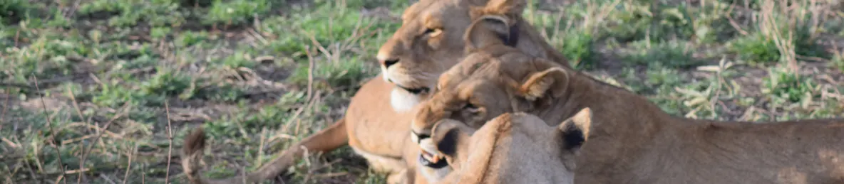 Serengeti National Park - Central