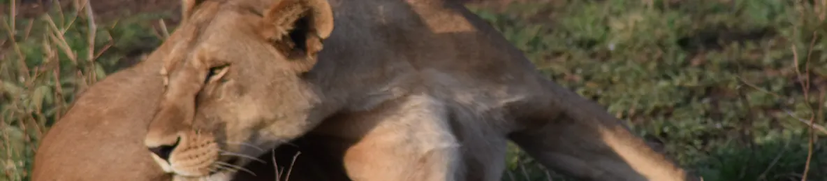 Serengeti National Park - Central