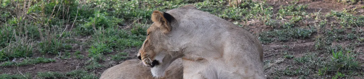 Serengeti National Park - Central