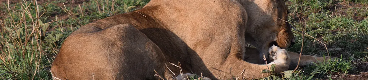 Serengeti National Park - Central