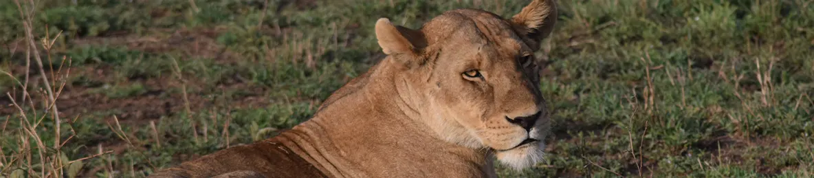 Serengeti National Park - Central