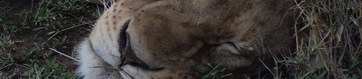 Serengeti National Park - Central